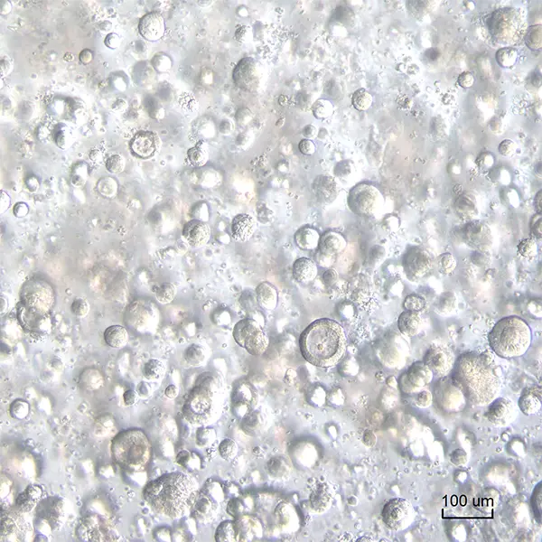 Bovine colon derived organoids